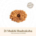Nepal Origin 21 Mukhi Rudraksha - 17mm to 22mm