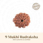 Nepal Origin 9 Mukhi Rudraksha -  18mm - 22mm