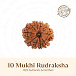 Nepal Origin 10 Mukhi Rudraksha -  18mm - 22mm