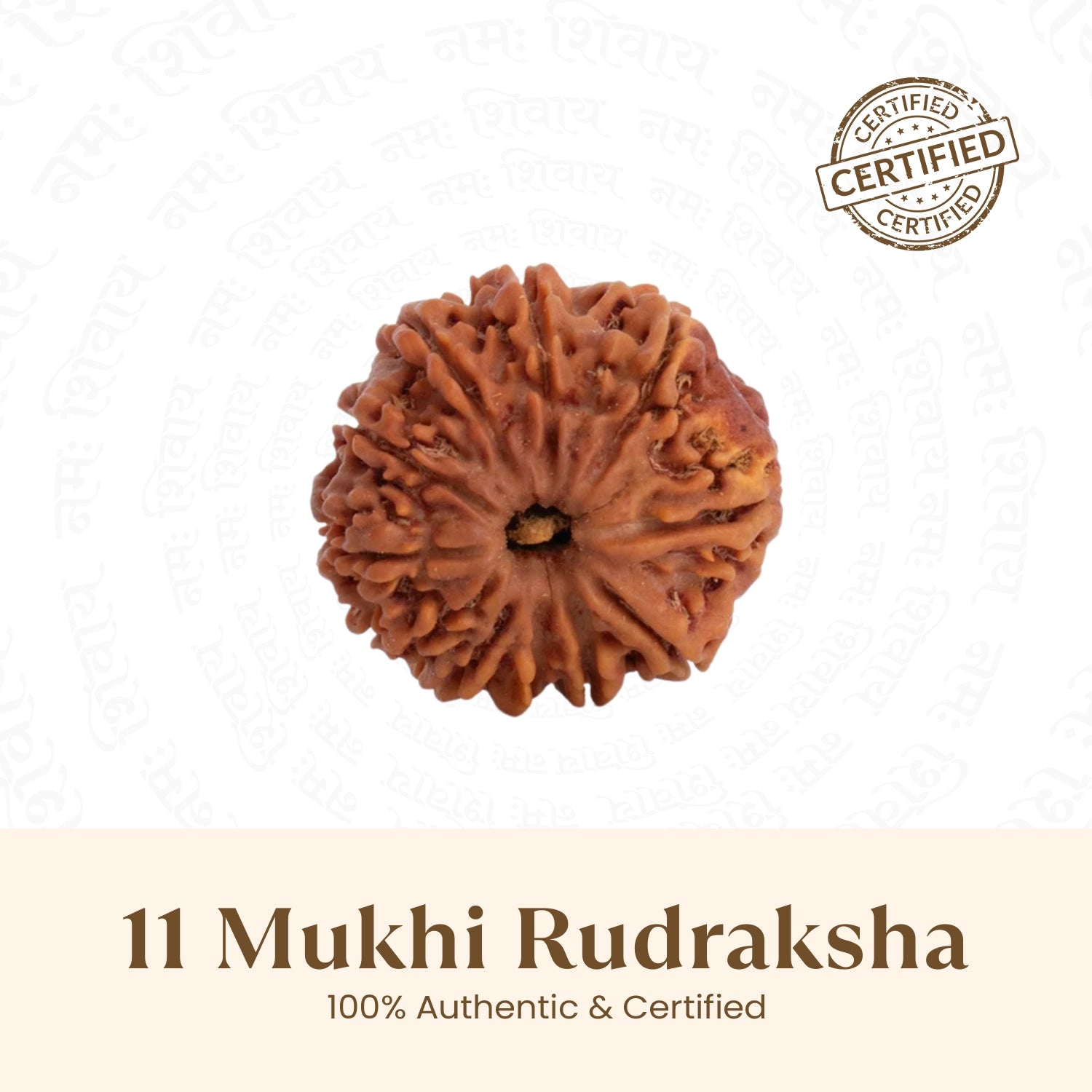 Nepal Origin 11 Mukhi Rudraksha -  18mm - 22mm