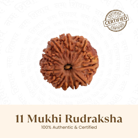 Nepal Origin 11 Mukhi Rudraksha -  18mm - 22mm