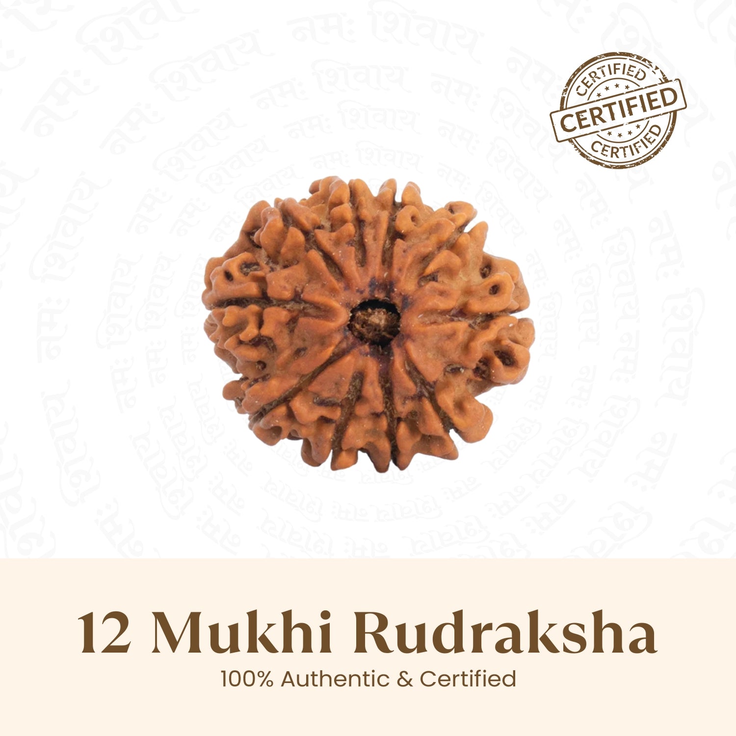Nepal Origin 12 Mukhi Rudraksha -  18mm - 22mm