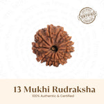 Nepal Origin 13 Mukhi Rudraksha -  18mm - 22mm