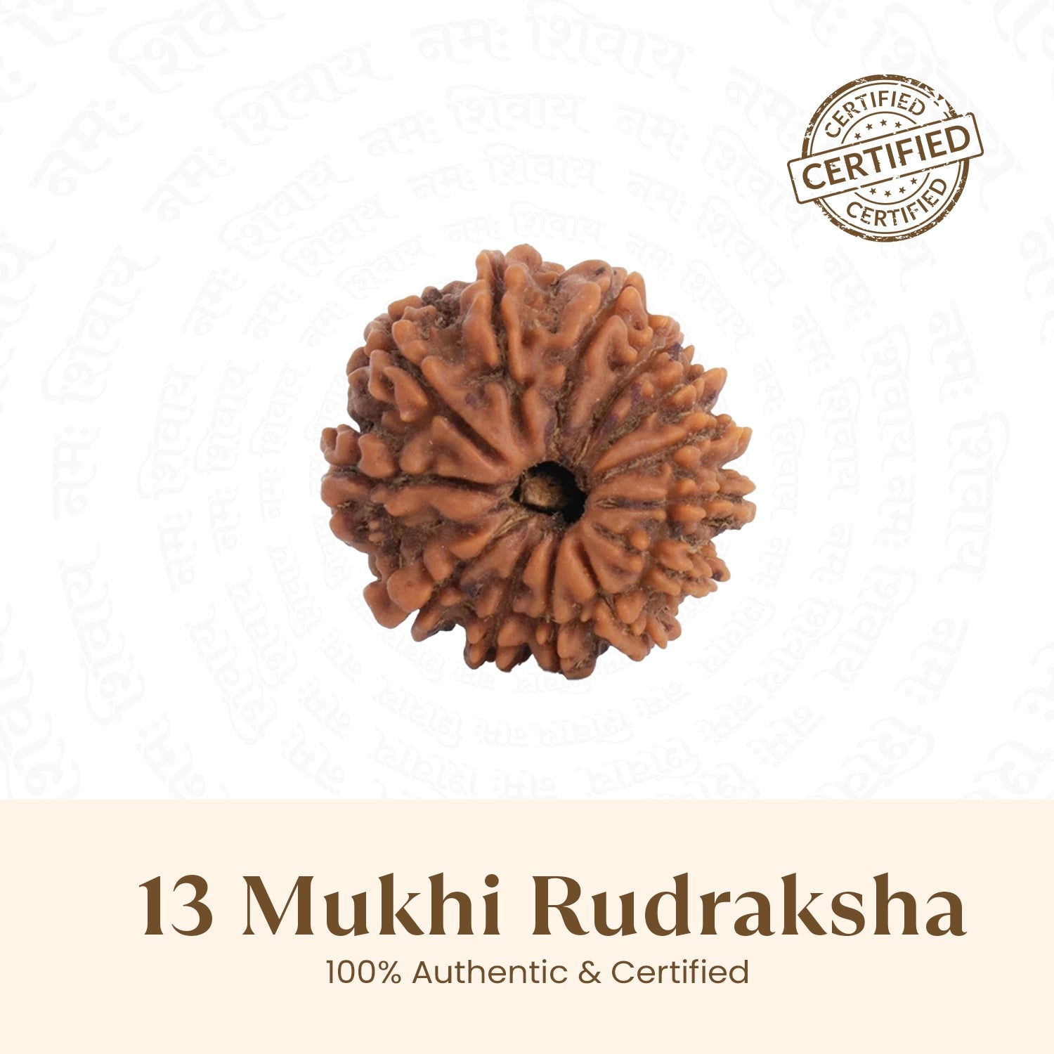 Nepal Origin 13 Mukhi Rudraksha -  18mm - 22mm