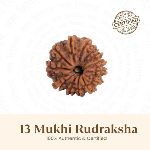 Nepal Origin 13 Mukhi Rudraksha -  18mm - 22mm
