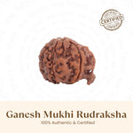 Nepal Origin Ganesh Mukhi Rudraksha - 17mm to 22mm