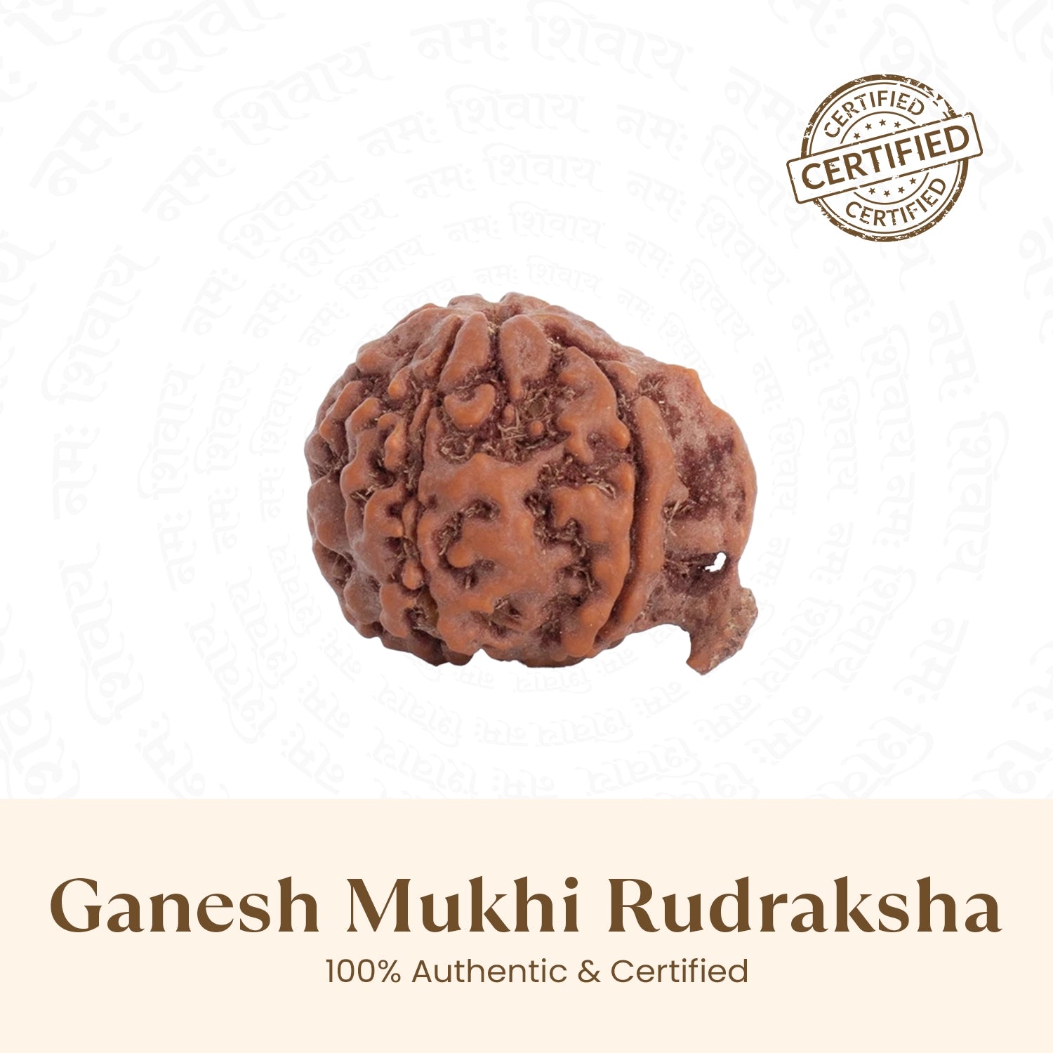 Nepal Origin Ganesh Mukhi Rudraksha -  18mm - 22mm