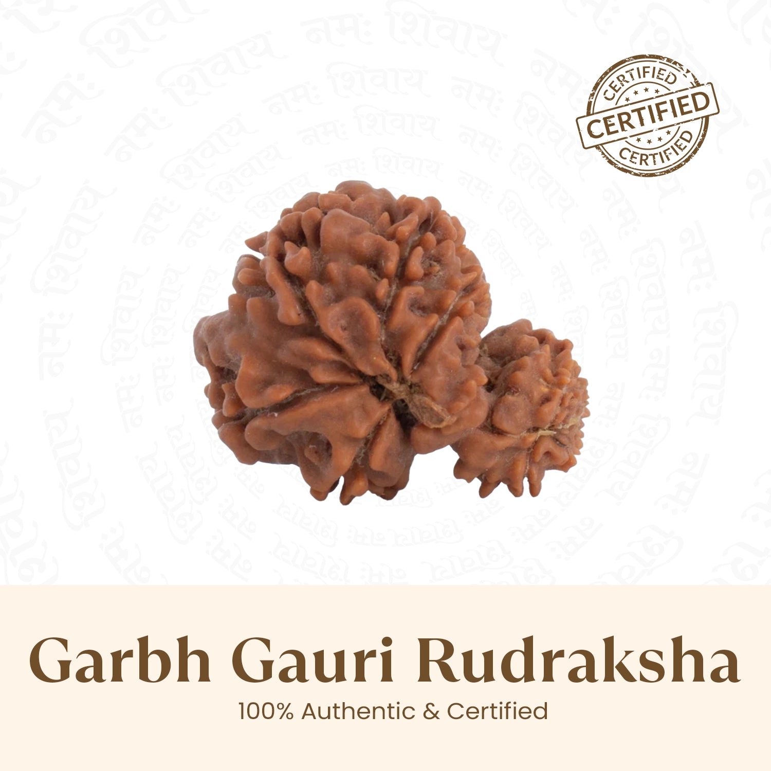 Nepal Origin Garbh Gauri Rudraksha -  18mm - 22mm