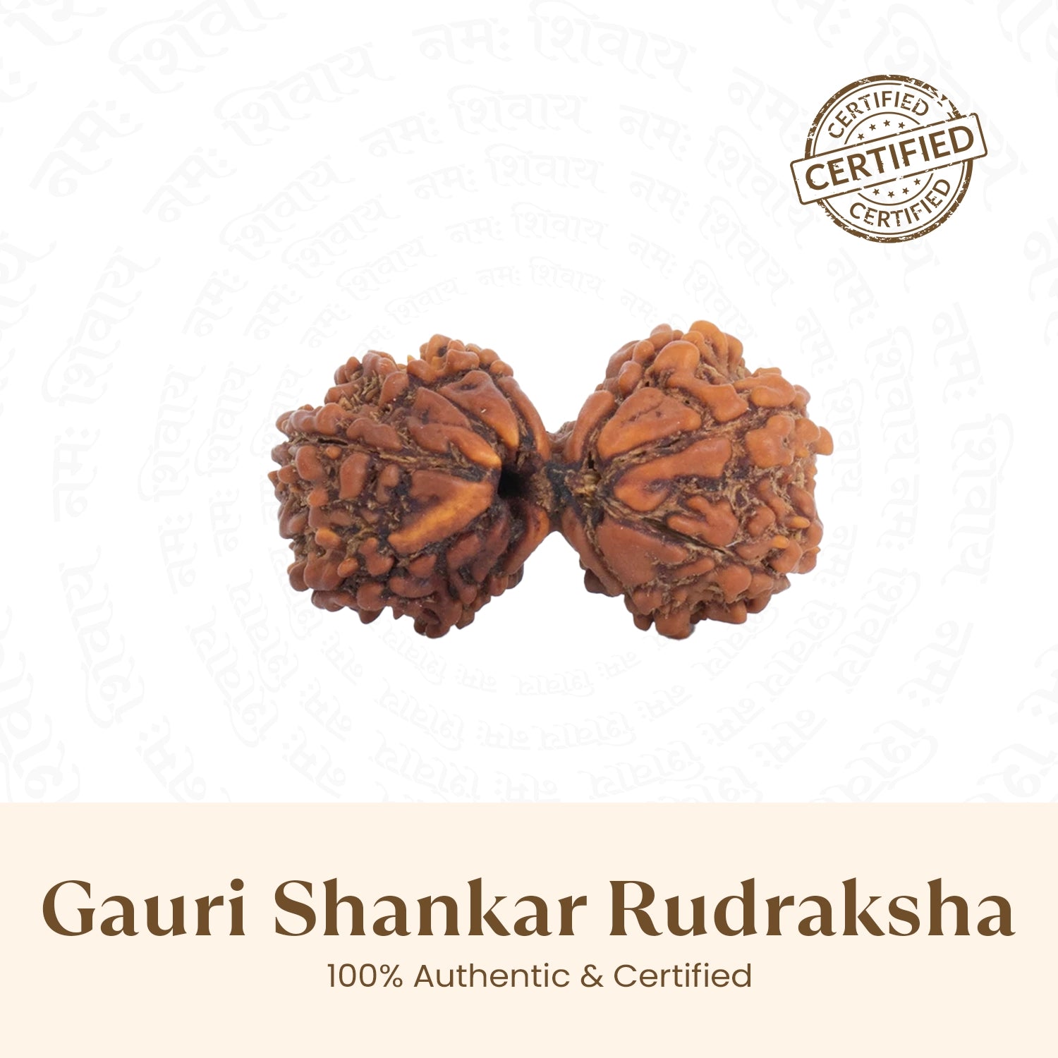 Nepal Origin Gauri Shankar Rudraksha -  18mm - 22mm