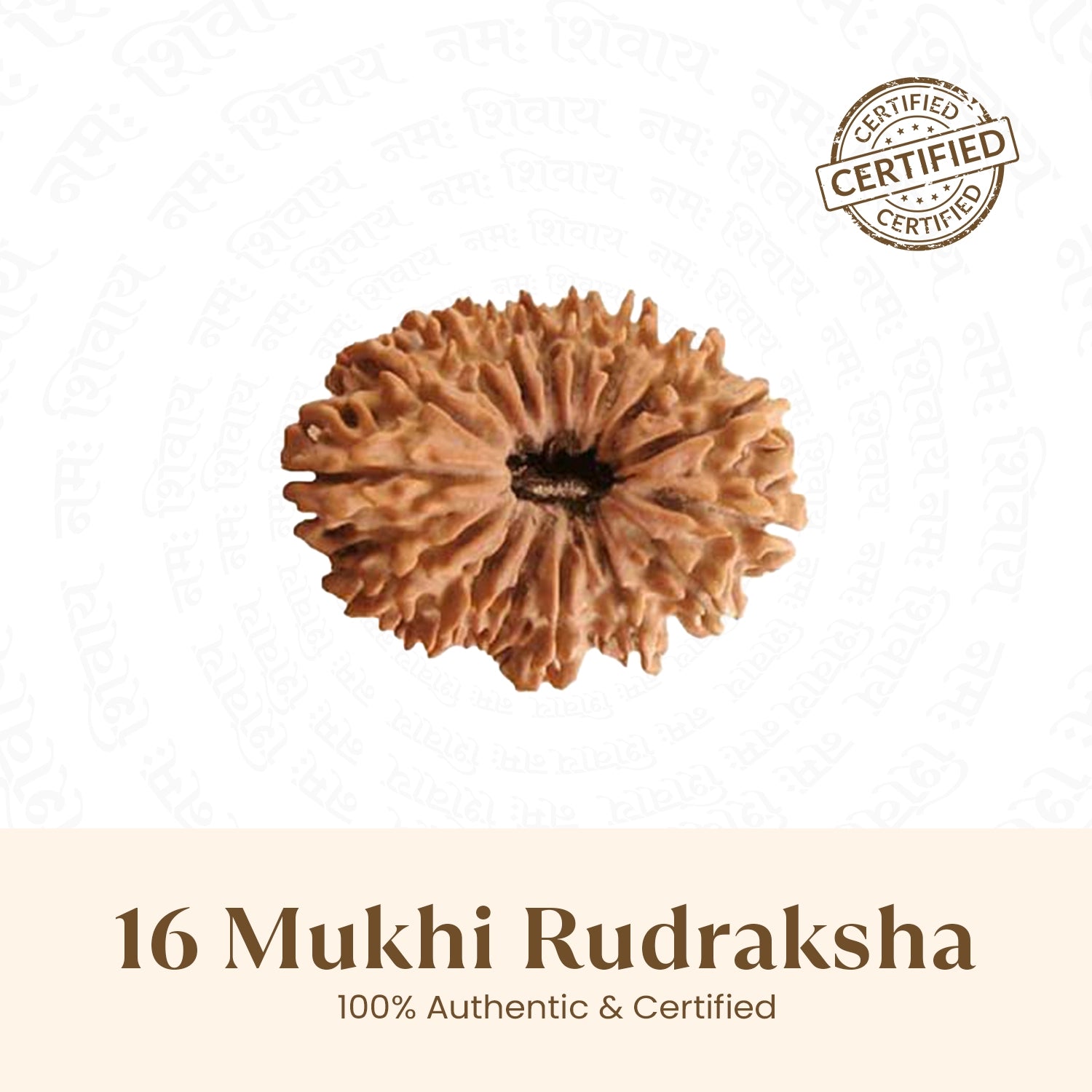 Nepal Origin 16 Mukhi Rudraksha - 18mm - 22mm