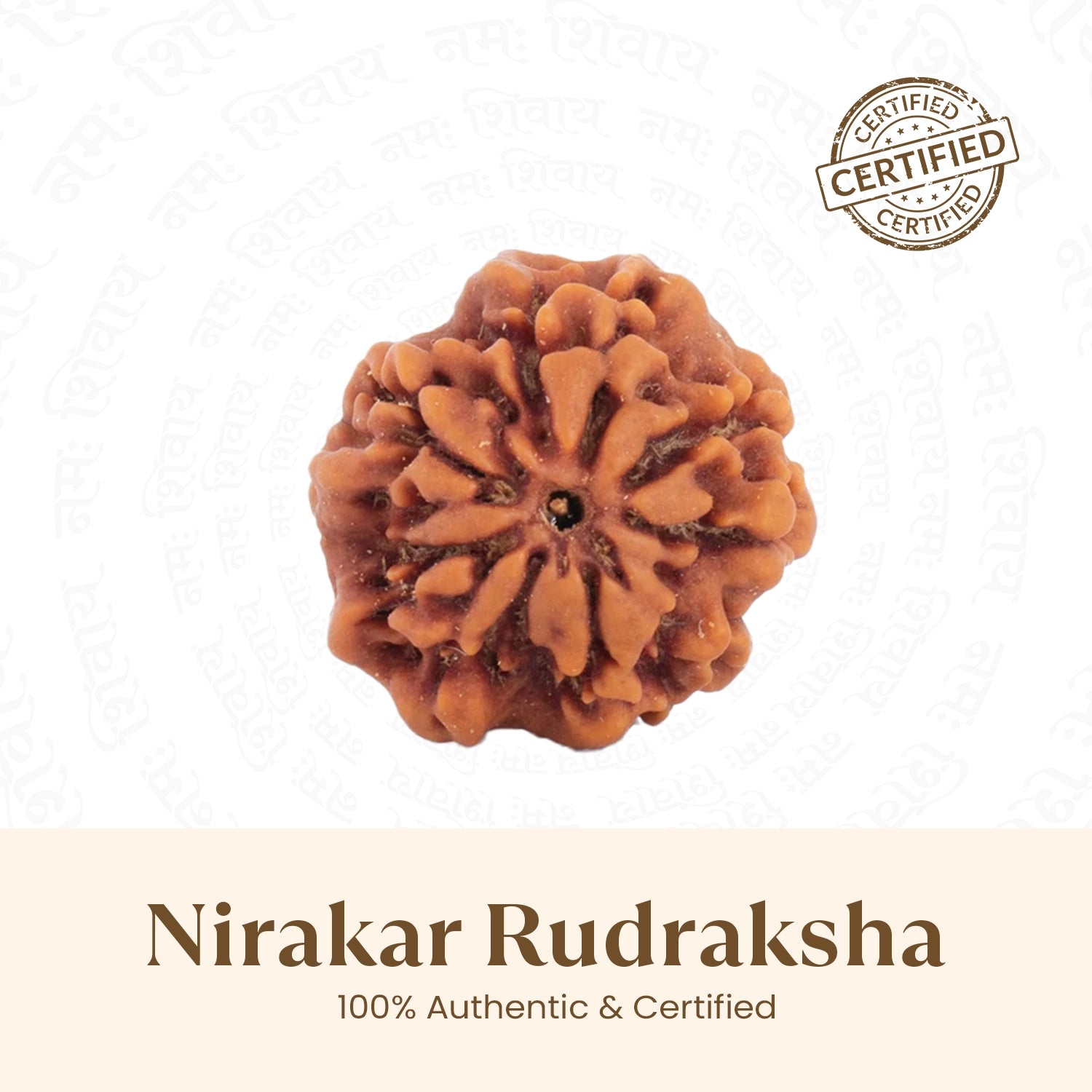 Nepal Origin Nirakar Rudraksha (0 Mukhi) -  18mm - 22mm
