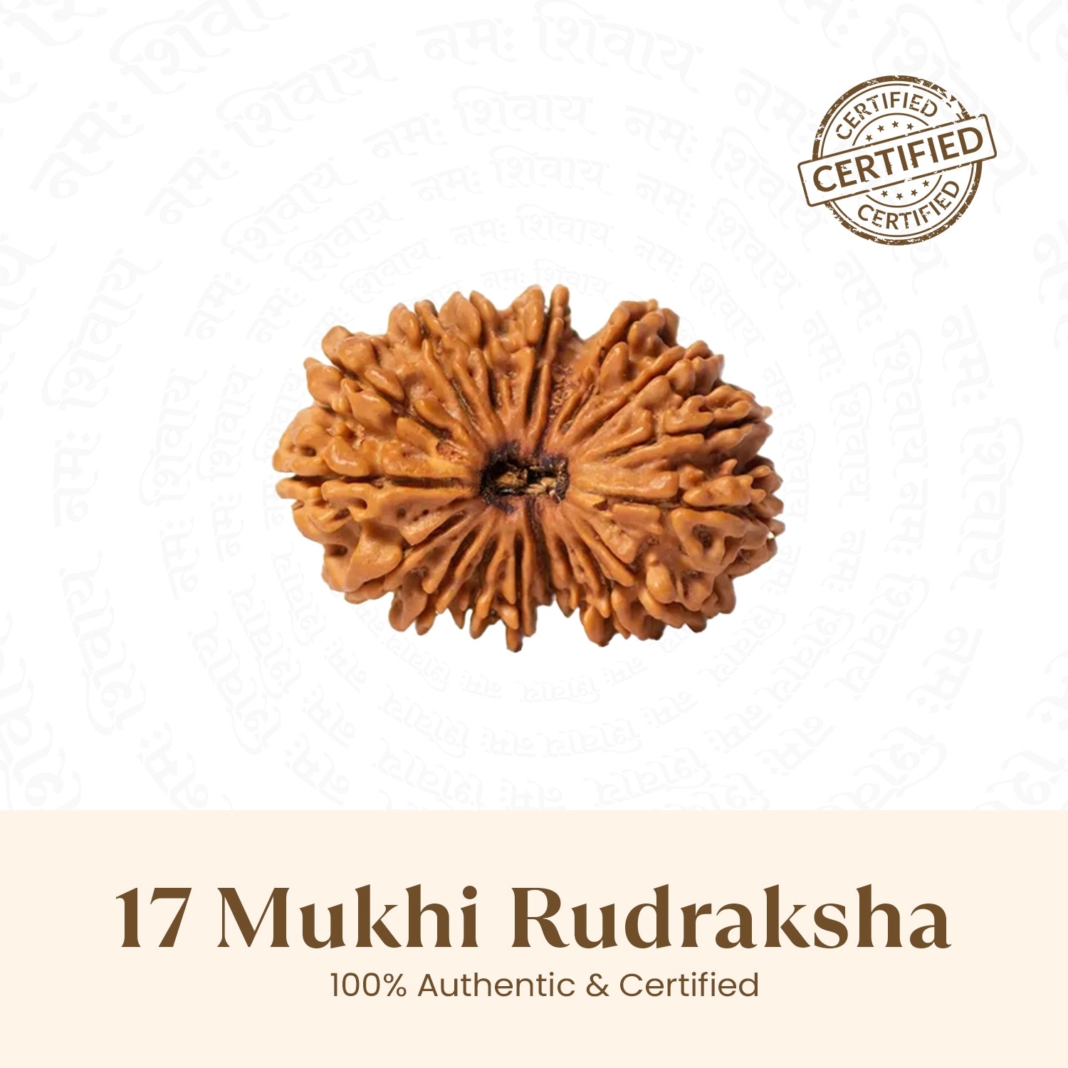 Nepal Origin 17 Mukhi Rudraksha - 18mm - 22mm