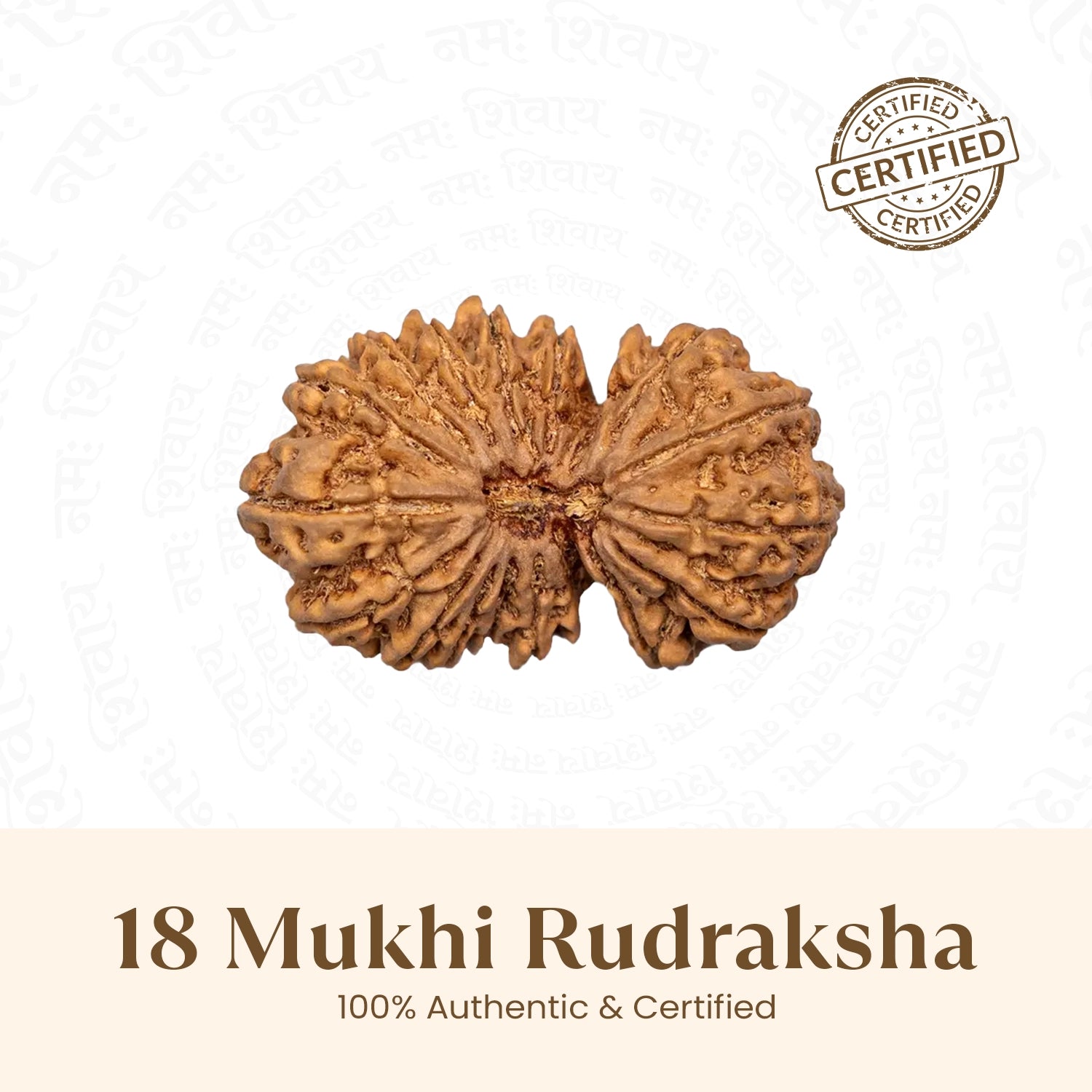 Nepal Origin 18 Mukhi Rudraksha - 18mm - 22mm