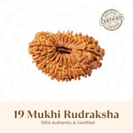 Nepal Origin 19 Mukhi Rudraksha - 17mm to 22mm