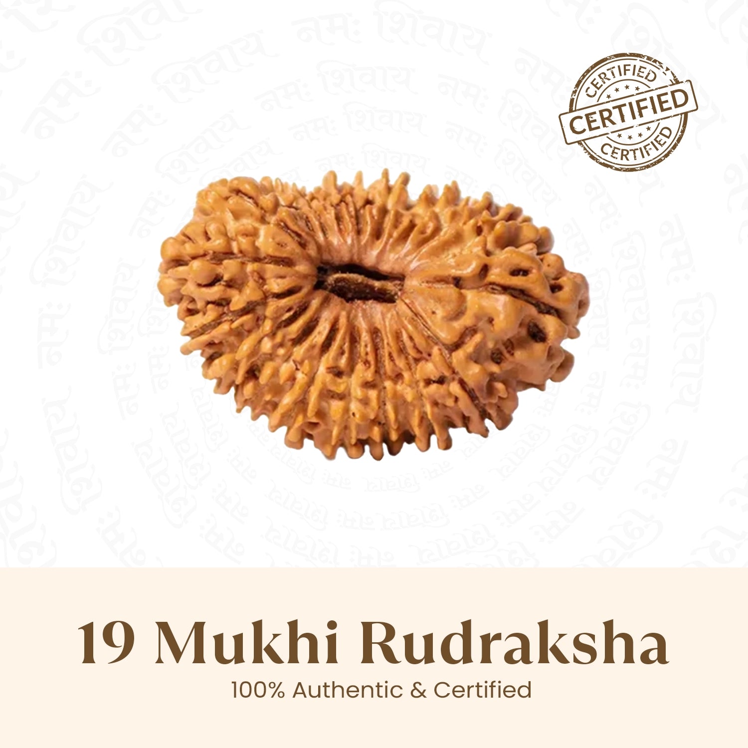 Nepal Origin 19 Mukhi Rudraksha - 18mm - 22mm