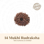 Nepal Origin 14 Mukhi Rudraksha - 17mm to 22mm