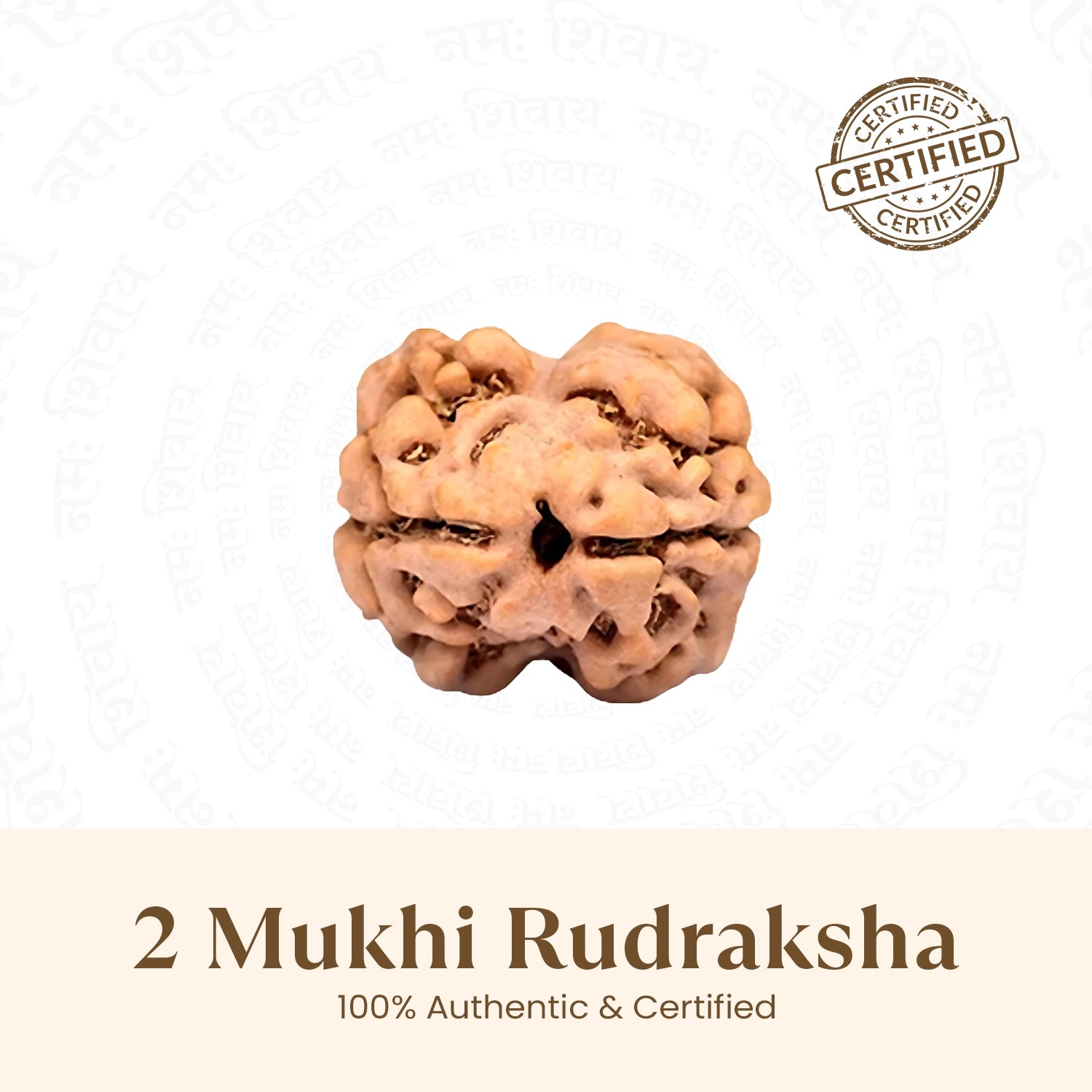Nepal Origin 2 Mukhi Rudraksha - 18mm - 22mm