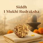 Kashi Siddh Nepal Origin 1 Mukhi Rudraksha -  18mm - 22mm