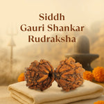 Kashi Siddh Nepal Origin Gauri Shankar Rudraksha -  18mm - 22mm