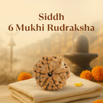 Kashi Siddh Nepal Origin 6 Mukhi Rudraksha -  18mm - 22mm