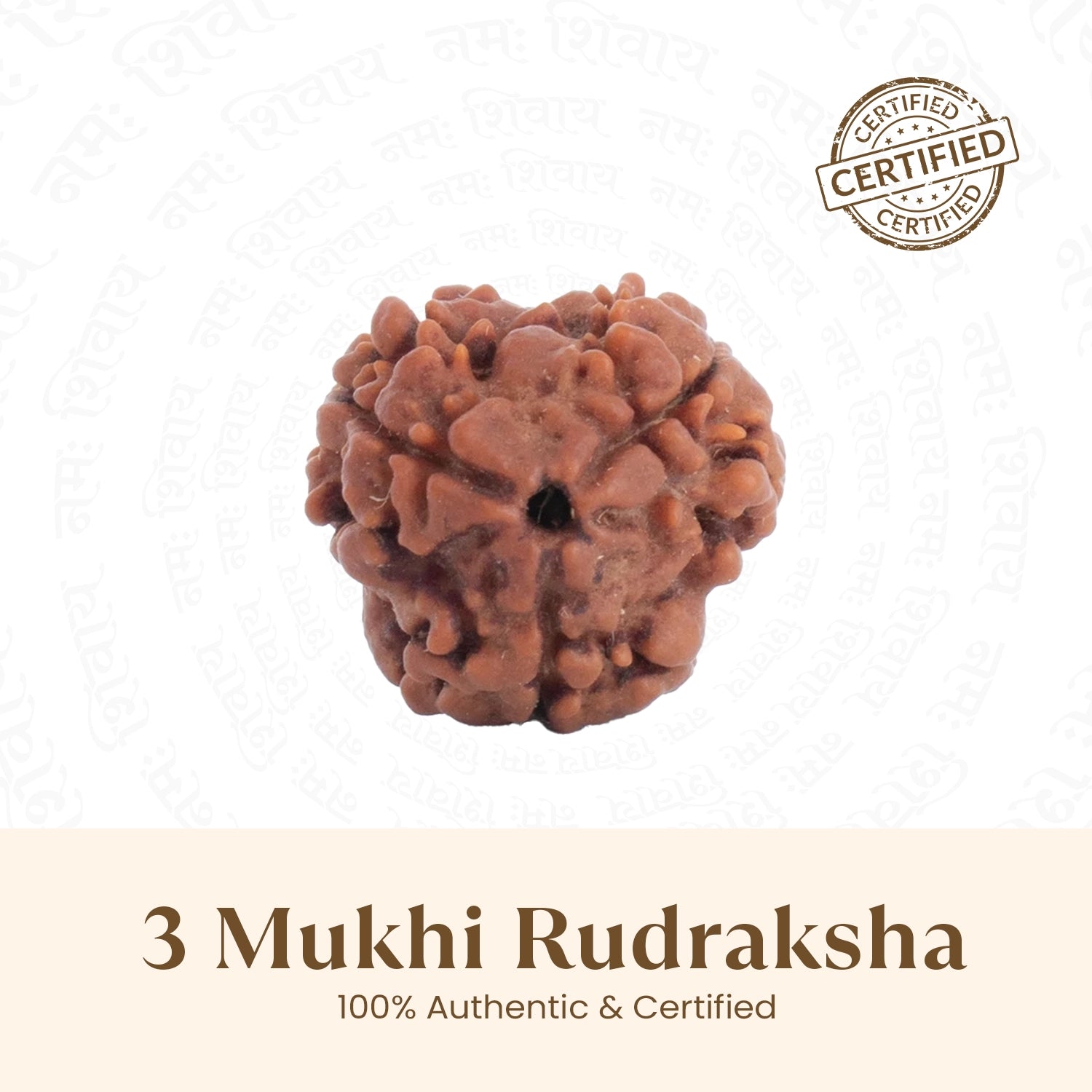 Nepal Origin 3 Mukhi Rudraksha -  18mm - 22mm