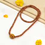 2 Mukhi Rudraksha Bead in 5 Mukhi Rudraksha Mala