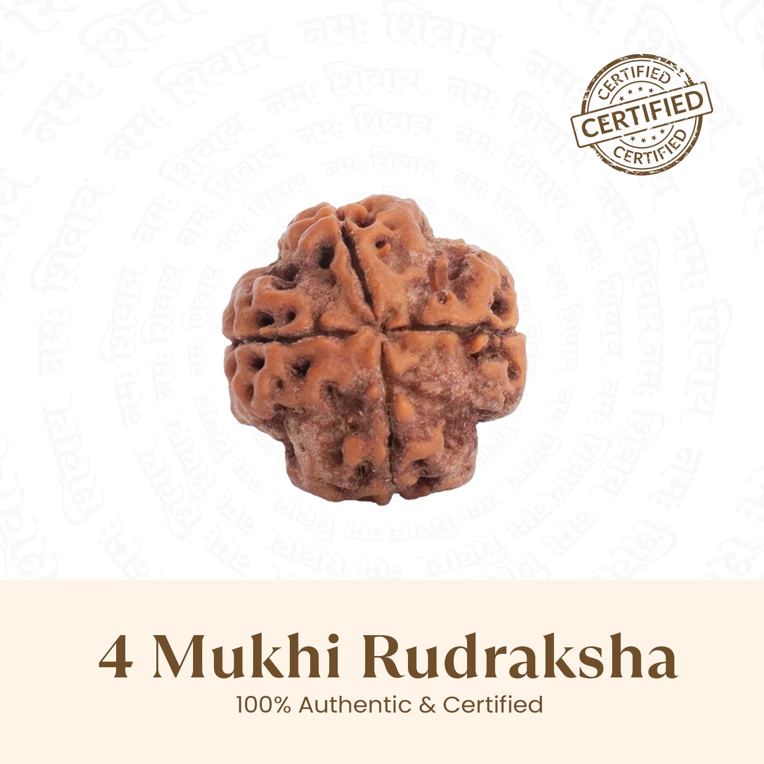 Nepal Origin 4 Mukhi Rudraksha -  18mm - 22mm