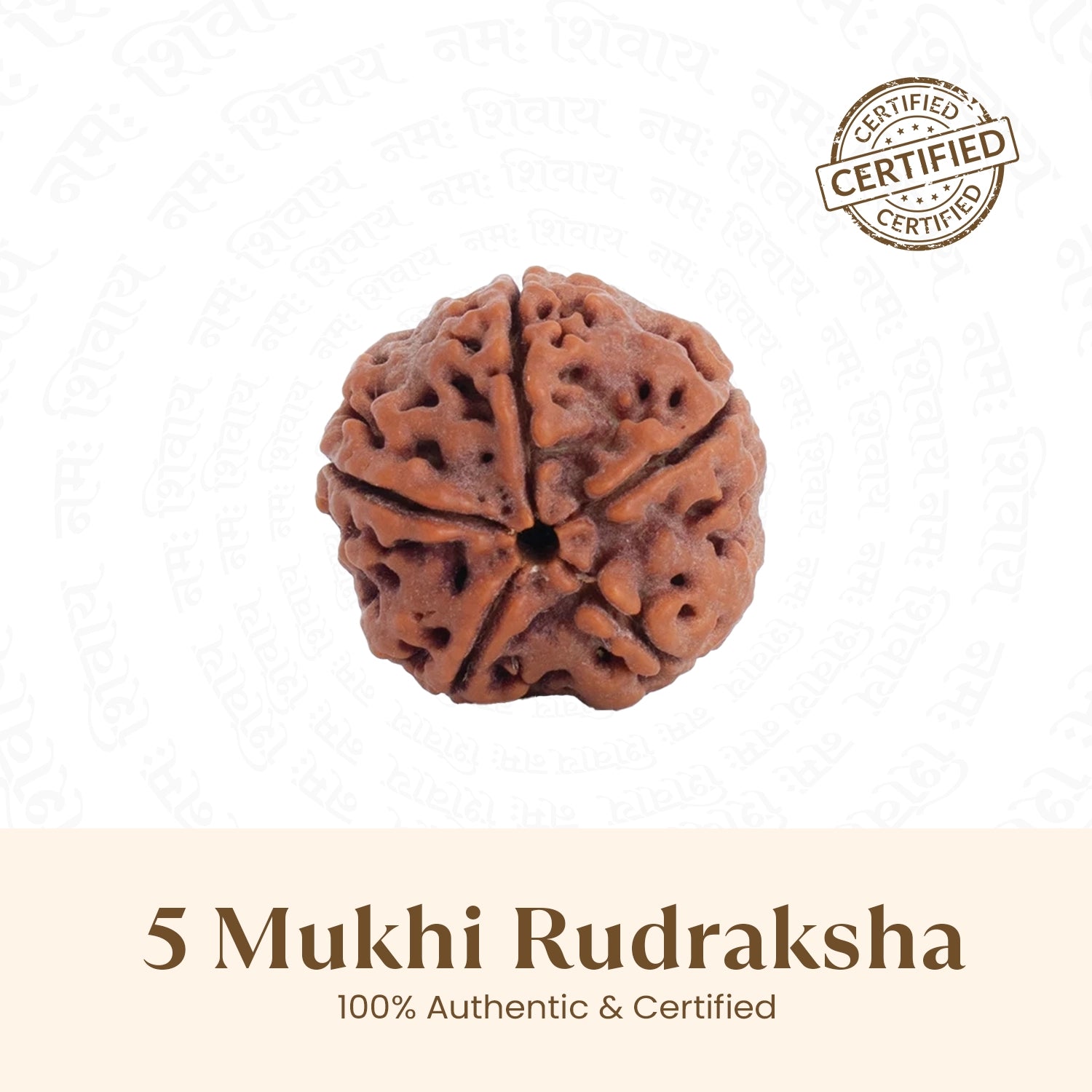 Nepal Origin 5 Mukhi Rudraksha -  18mm - 22mm