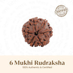 Nepal Origin 6 Mukhi Rudraksha -  18mm - 22mm