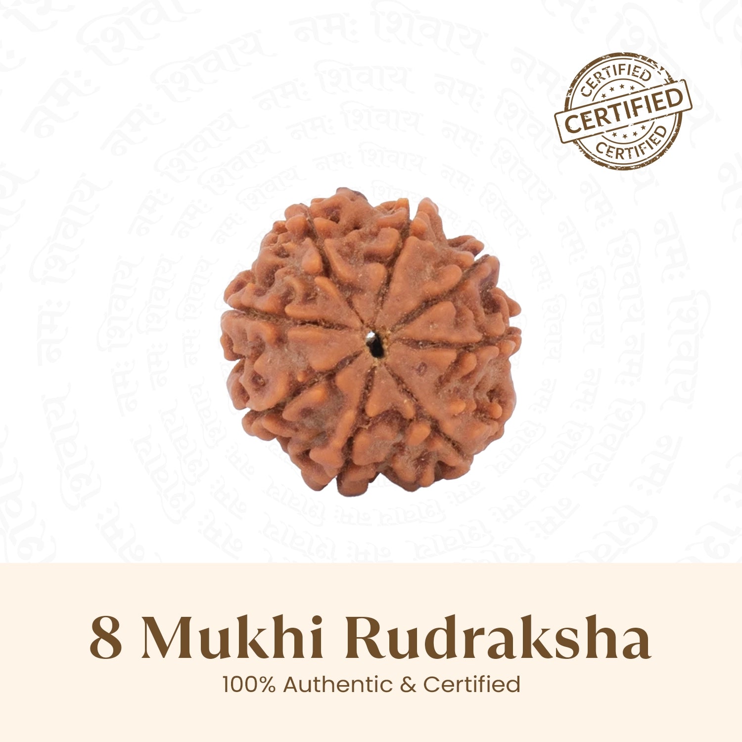 Nepal Origin 8 Mukhi Rudraksha -  18mm - 22mm