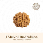 Nepal Origin 1 Mukhi Rudraksha -  18mm - 22mm