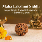 Maha Lakshmi Siddh Nepal Origin 7 Mukhi Rudraksha - 17mm to 22mm