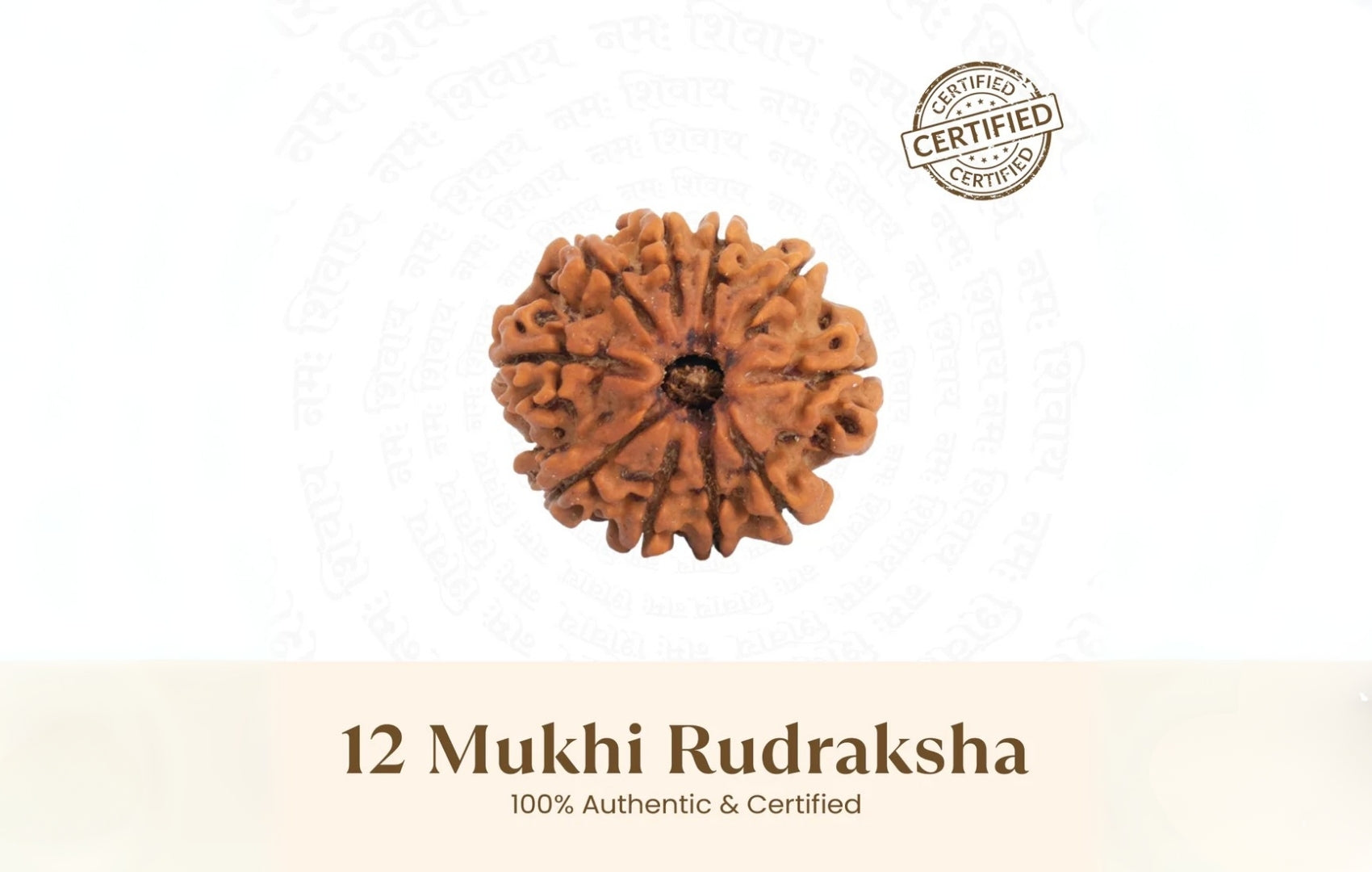 12 Mukhi Rudraksha Benefits