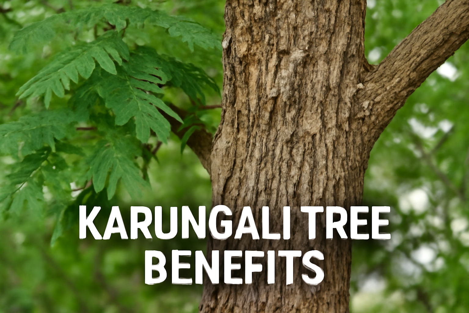 karungali Tree Benefits