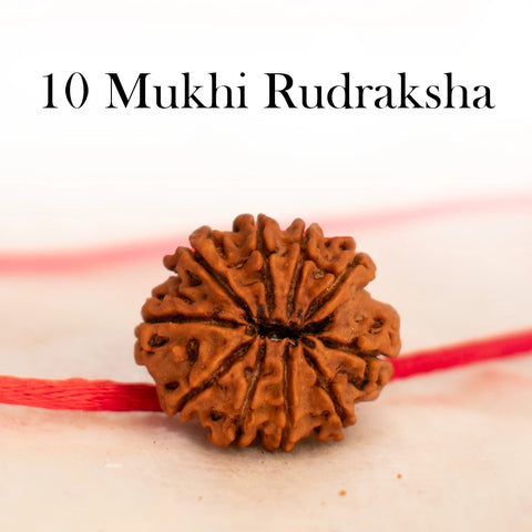 Nepal Origin 10 Mukhi Rudraksha