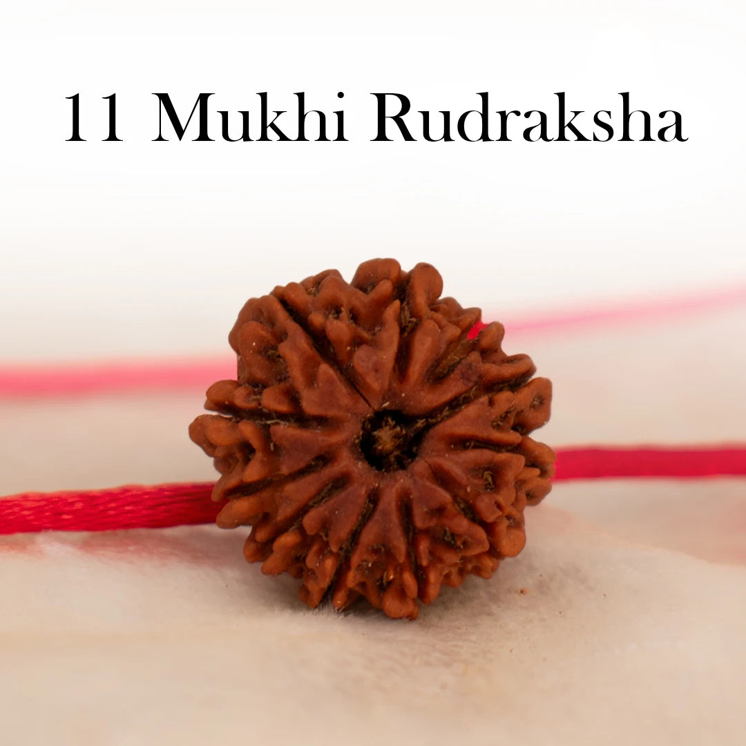 Nepal Origin 11 Mukhi Rudraksha