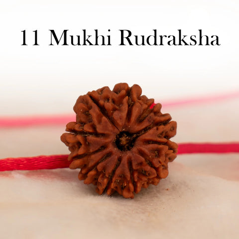 Nepal Origin 11 Mukhi Rudraksha