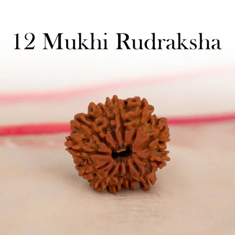 Nepal Origin 12 Mukhi Rudraksha
