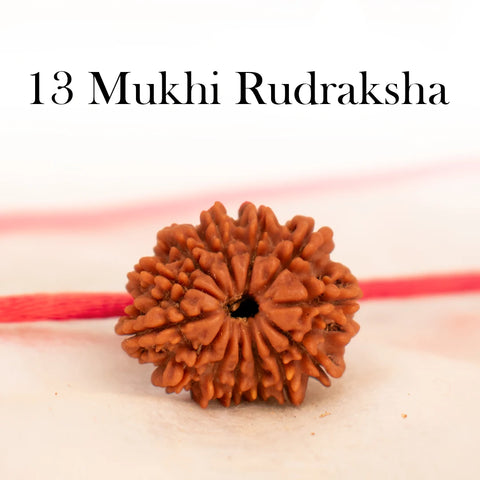 Nepal Origin 13 Mukhi Rudraksha