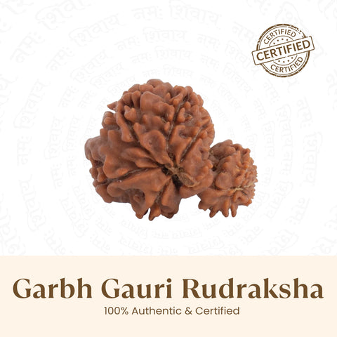 Nepal Origin Garbh Gauri Rudraksha