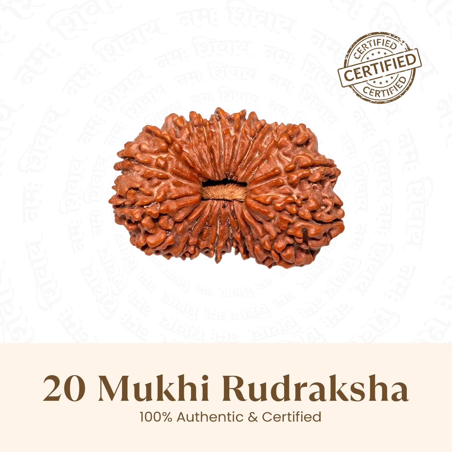Nepal Origin 20 Mukhi Rudraksha - 18mm - 22mm
