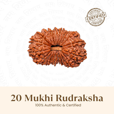 Nepal Origin 20 Mukhi Rudraksha - 18mm - 22mm