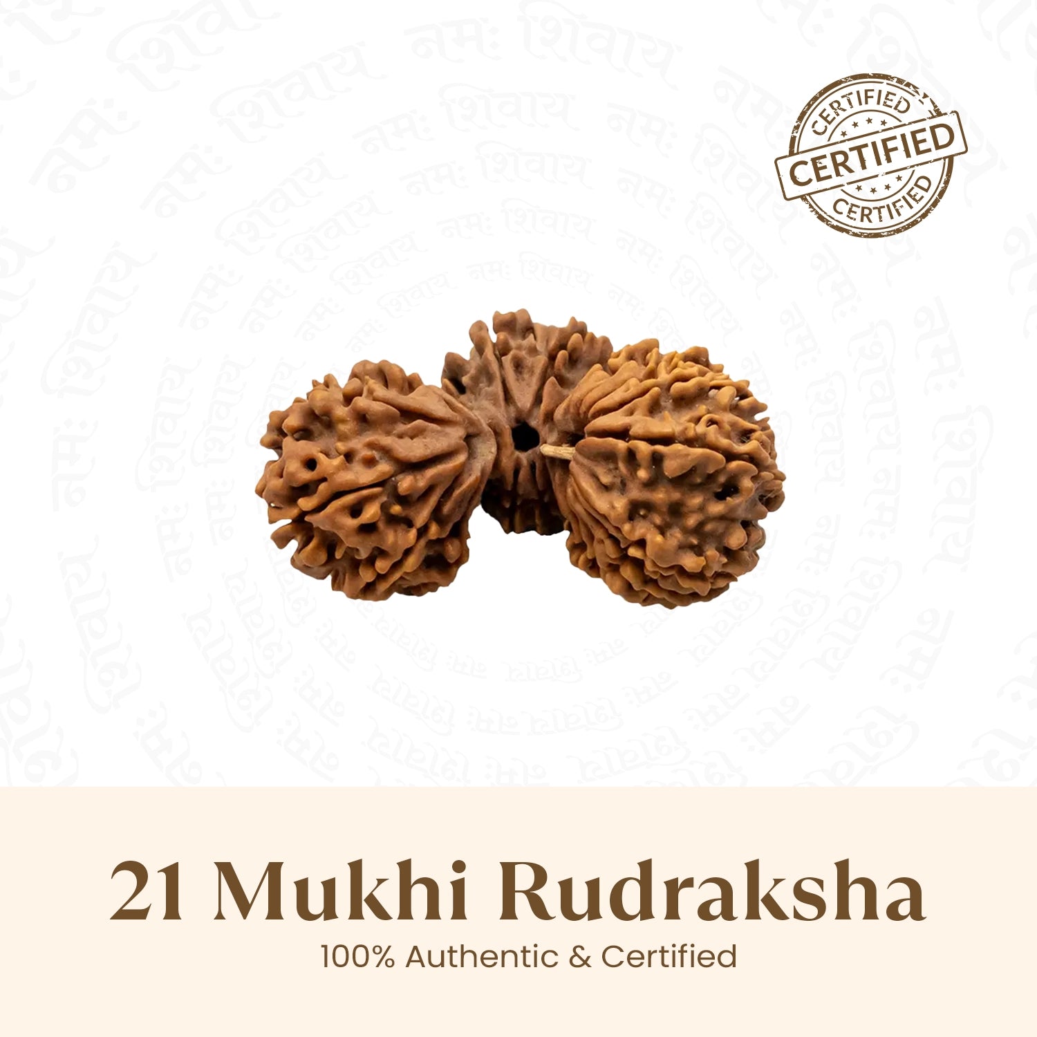 Nepal Origin 21 Mukhi Rudraksha - 18mm - 22mm