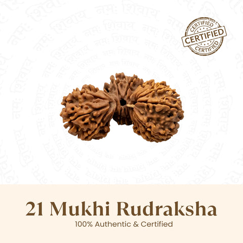 Nepal Origin 21 Mukhi Rudraksha - 18mm - 22mm
