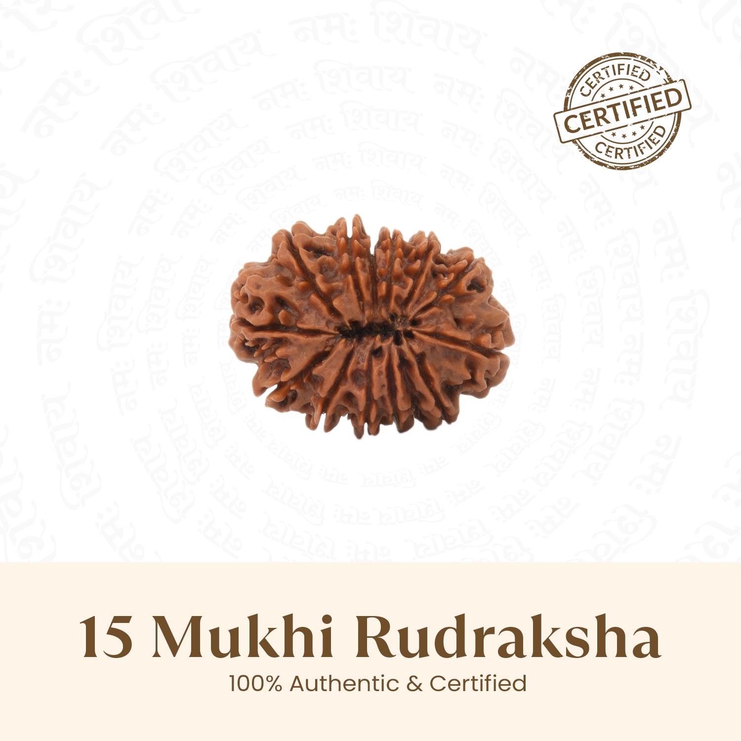 Nepal Origin 15 Mukhi Rudraksha - 18mm - 22mm