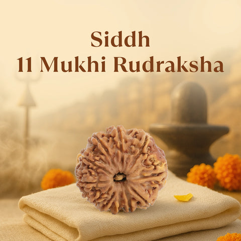 Kashi Siddh Nepal Origin 11 Mukhi Rudraksha - 18mm - 22mm