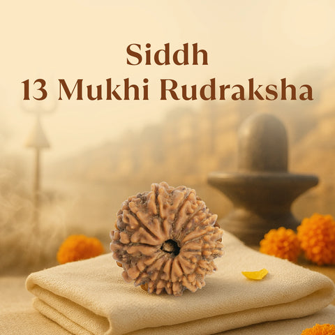 Kashi Siddh Nepal Origin 13 Mukhi Rudraksha -  18mm - 22mm