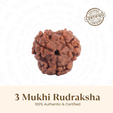 Nepal Origin 3 Mukhi Rudraksha