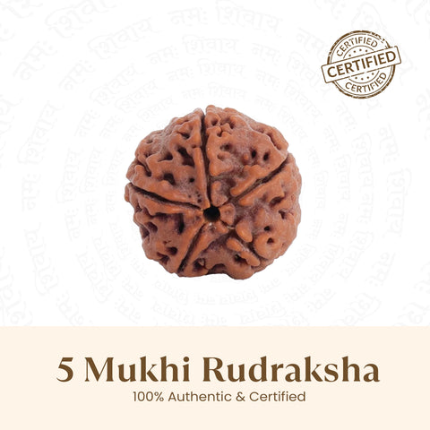 Nepal Origin 5 Mukhi Rudraksha