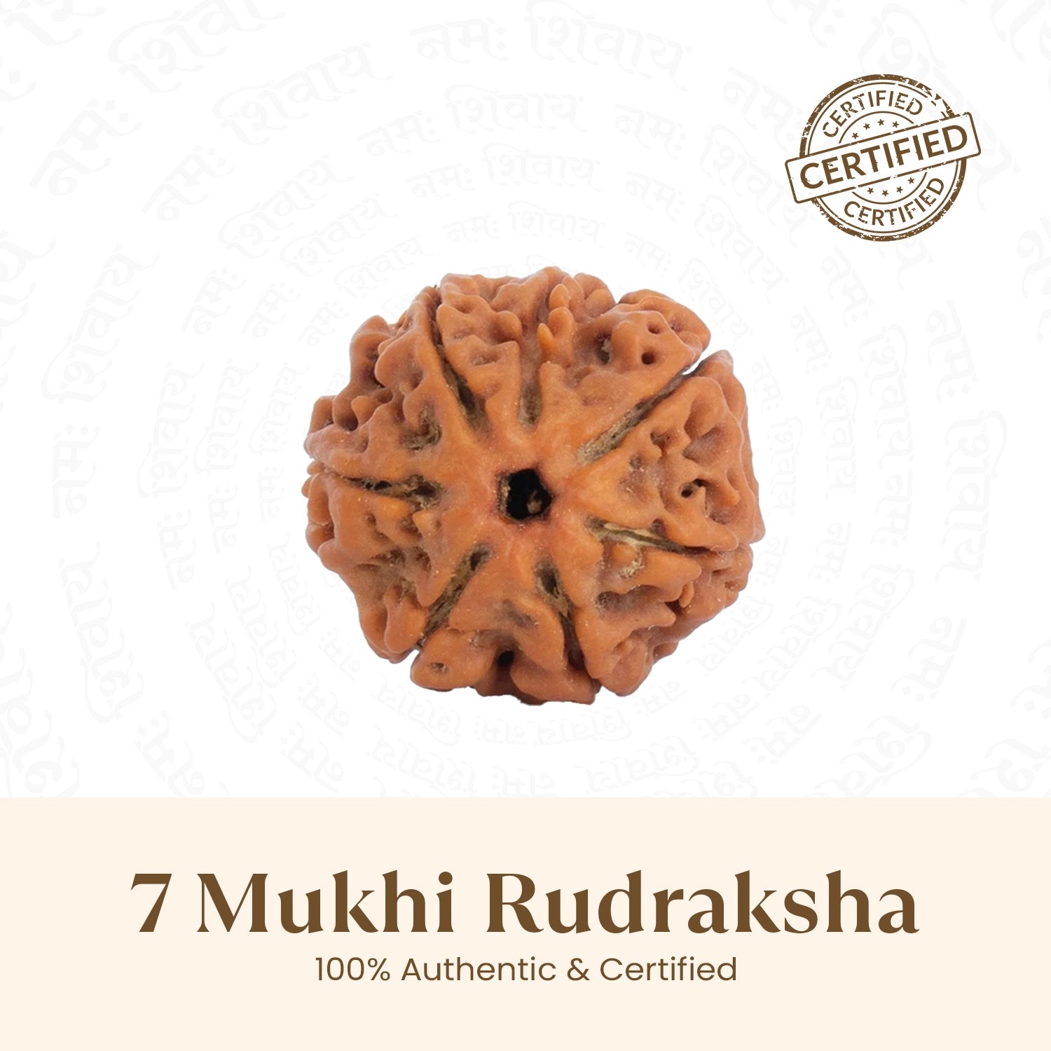 Nepal Origin 7 Mukhi Rudraksha